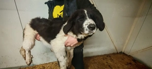 Ciobanesc de Bucovina  - imagine 2