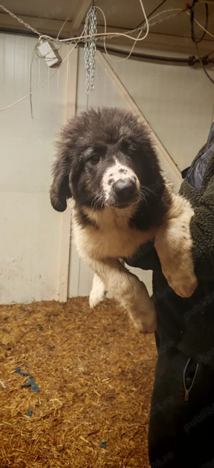 Ciobanesc de Bucovina  - imagine 5