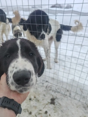 Ciobanesc de Bucovina  - imagine 3