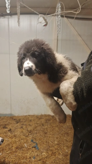 Ciobanesc de Bucovina  - imagine 4