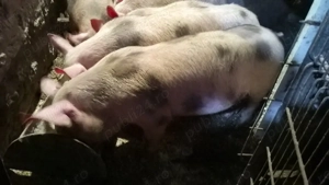 Parcui de 3 luni peste35 kg - imagine 3