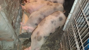 Parcui de 3 luni peste35 kg - imagine 2