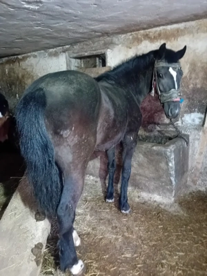 Manza 9 luni  - imagine 2