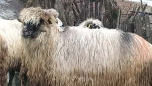Vând oi bucălăi 