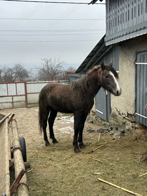 vand manz un an si 8 luni 