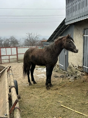 vand manz un an si 8 luni  - imagine 3