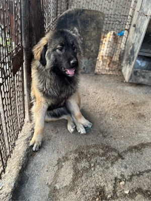 Vand femela ciobanesc caucazian  - imagine 3