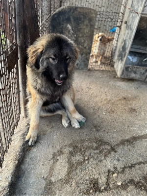 Vand femela ciobanesc caucazian 