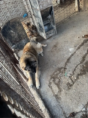 Vand femela ciobanesc caucazian  - imagine 2