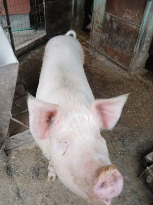vand porci de tăiat urgent 