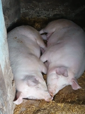 vand porci de tăiat urgent  - imagine 4
