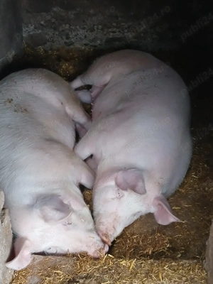 vand porci de tăiat urgent  - imagine 2