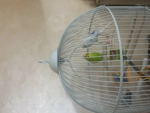 Vând 2 perusi frumoși, o femelă și un mascul