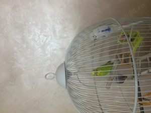 Vând 2 perusi frumoși, o femelă și un mascul - imagine 2