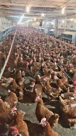 Gaini ouatoare - imagine 2