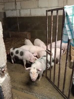 vant porci 10 săptămâni  - imagine 2