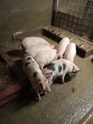vant porci 10 săptămâni  - imagine 3