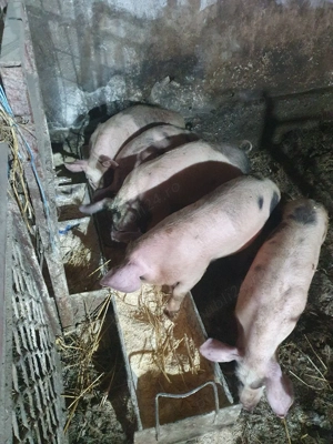 purceii  de vânzare  - imagine 3