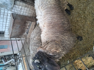 Berbecuți  10 luni  - imagine 2