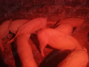 vand șoldani de 30-35 kg - imagine 3