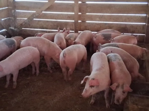 vând soldani Rasa de calitate Marele Alb 35-40 kg(masculi castrați) - imagine 2