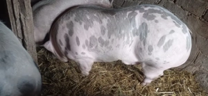 Vând 1 vier și 2 purcele pietran  - imagine 2