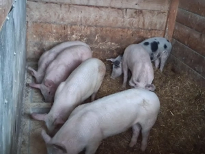 vând soldani 50-55 kg((masculi castrați) - imagine 2