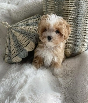 Maltipoo 1500 - imagine 2
