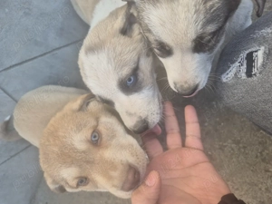 Husky cu vârstă de două luni - imagine 3