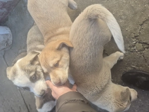 Husky cu vârstă de două luni - imagine 2