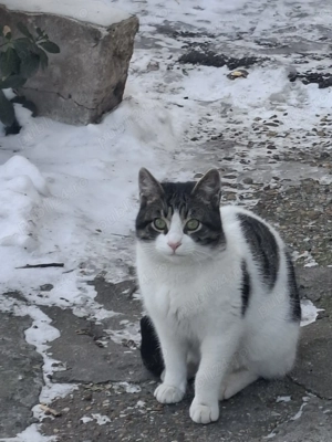 Bebișor, un motanel de 8 luni isi caută o familie iubitoare (Constanța)