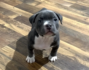 American bully pocket  - imagine 3