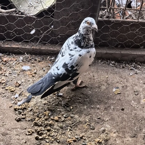 vand 2 femele meulemans - imagine 5