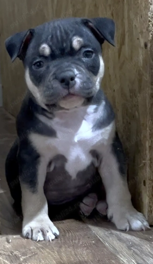 American bully pocket  - imagine 2