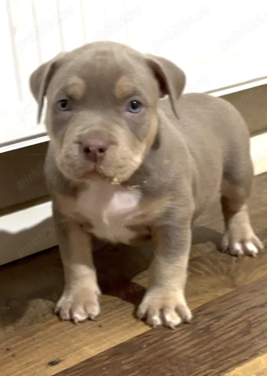 American bully pocket 