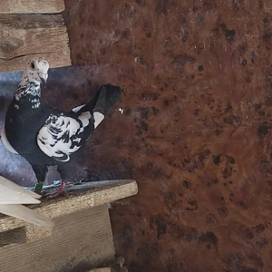 vand 2 femele meulemans - imagine 2