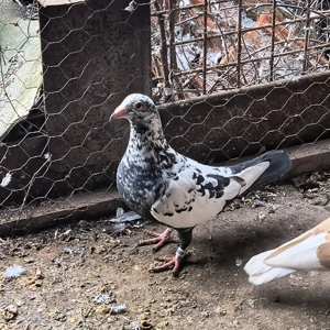 vand 2 femele meulemans - imagine 3