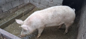 vand doi porci  - imagine 2