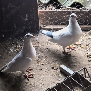 vand perche porumbei ornament - imagine 4