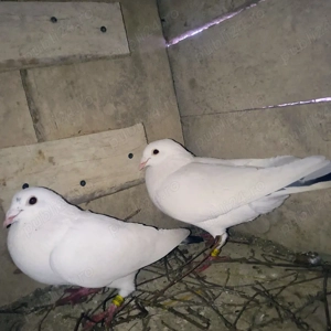 vand perche porumbei ornament - imagine 3