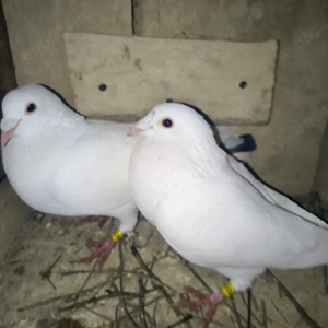 vand perche porumbei ornament - imagine 2