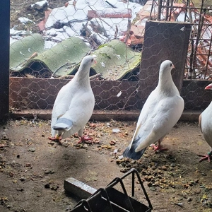 vand perche porumbei ornament - imagine 5