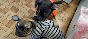 Vând căței buldog francez 