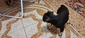 Vând căței buldog francez  - imagine 4