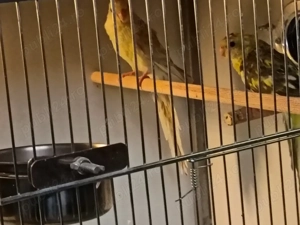 papagalii cîntători tineret 