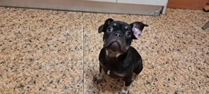 Vând căței buldog francez  - imagine 5