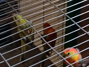 papagalii cîntători tineret  - imagine 2