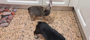 Vând căței de rasă buldog francez  - imagine 5