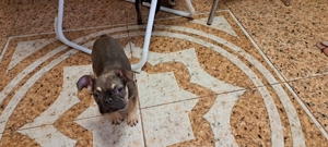 Vând căței de rasă buldog francez  - imagine 4