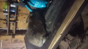 Iepuri de vânzare belgian - imagine 3